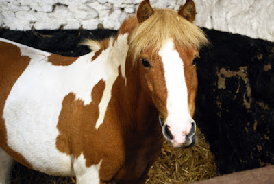 Horse - Willows Animal Sanctuary Strichen