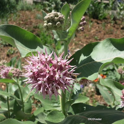 showy milkweed, Asclepias speciosa