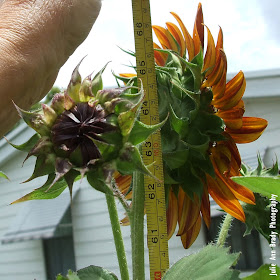 Chianti Hybrid Sunflower 66 inches tall at 69 days on May 26, 2018