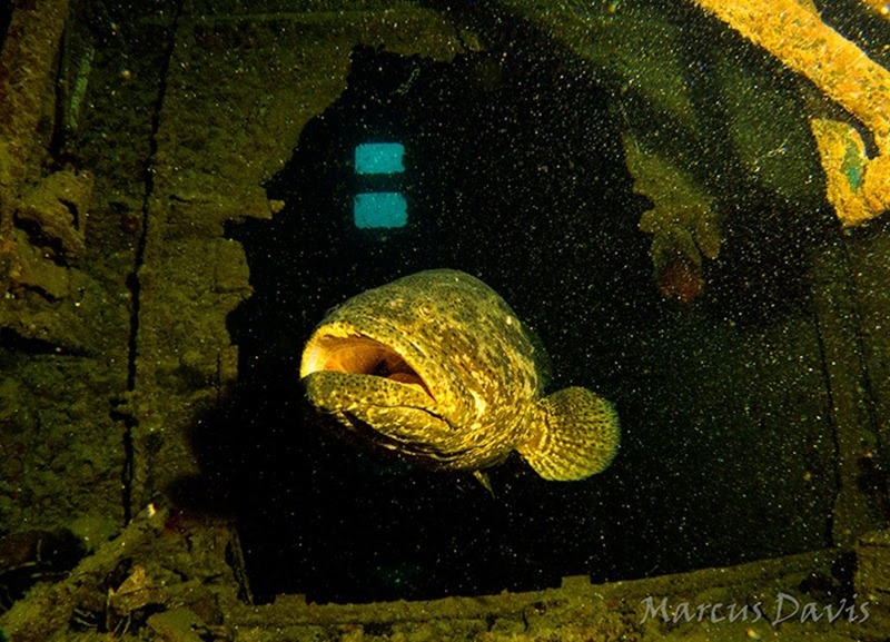 Nave Ana Cristina con cernia gigante - Cururupu, Maranhao, foto:  Marcus Davis/Mardoceara.blogspot