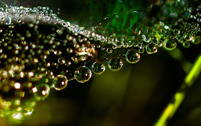 Macro #macro #macrofotagphing #spidernet #waterdrops