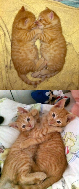 cat pictures, cute cats, cats then and now, then and now pictures, funny cat, kittens, cute cat pictures