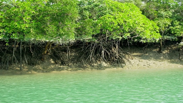 Sundarbans