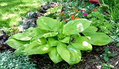 hosta