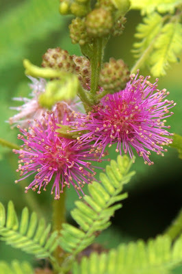 Mimosa diplotricha, Mimosa invisa, Giant False Sensitive Mimosa, flowers, invasive species