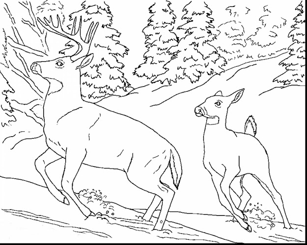 Wonderful Realistic Animal Coloring Pages With Free Animal Coloring Pages  And Free Baby Animal Coloring Pages