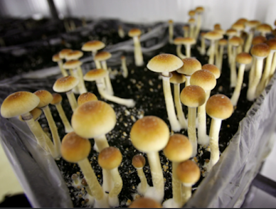 hallucinogenic mushroom Side Effects