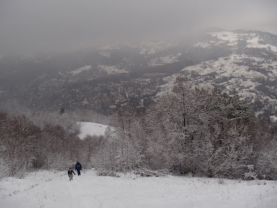 Pieniny, Jarmuta, grzyby 2018, grzyby zimowe, grzybobranie w zimie, uszaki bzowe