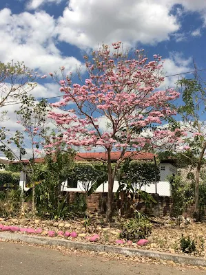 Planta ornamental - Tabebuia rosea