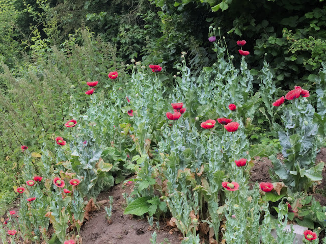 Cultivated red poppies growing on bare earth beside access road