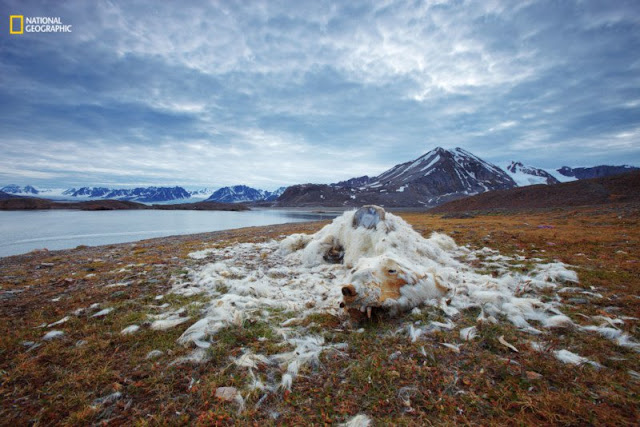 Fotografías ganadoras del concurso Natgeo nature photo contest 2016