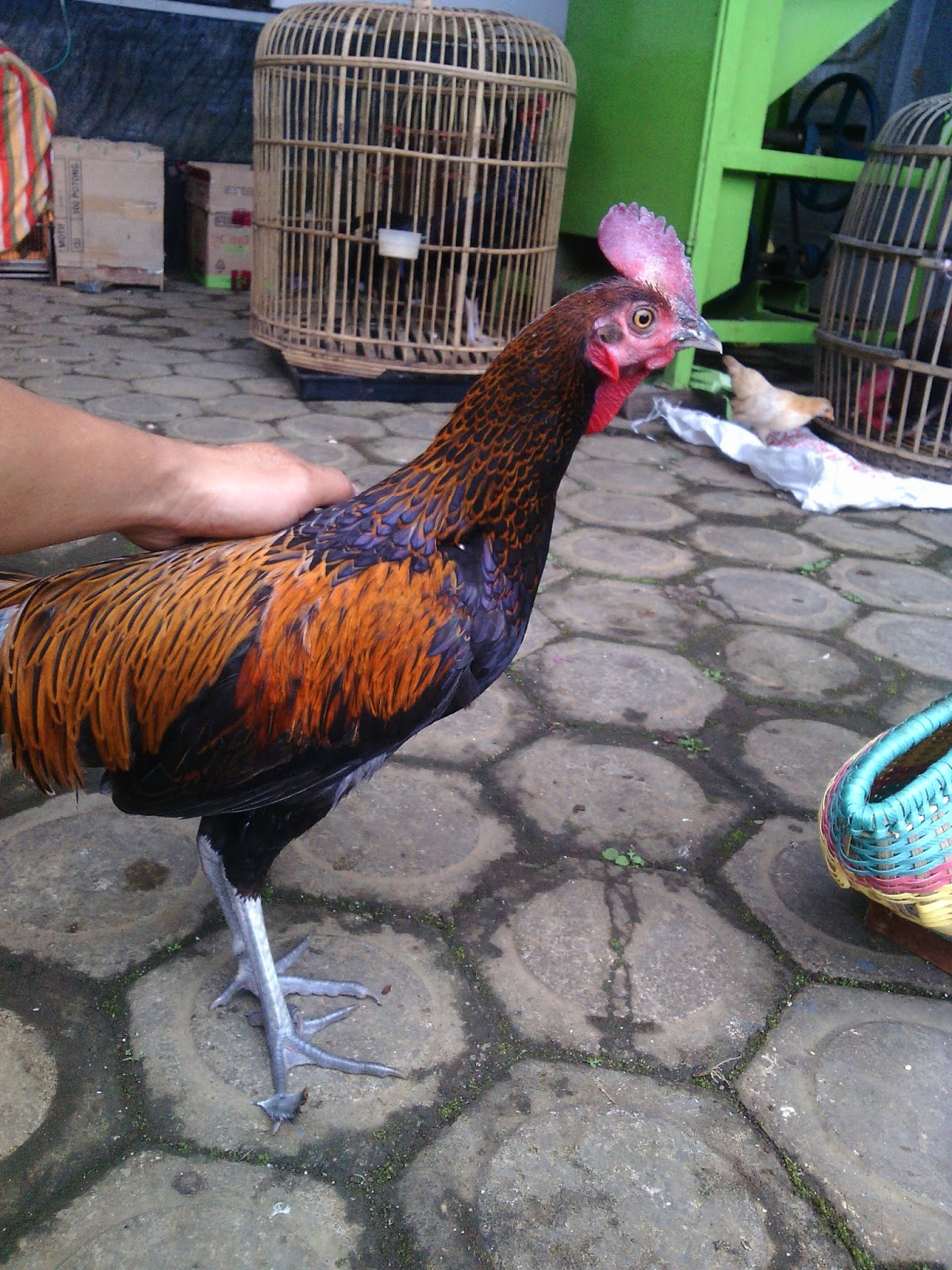 Central Ayam Banyuwangi