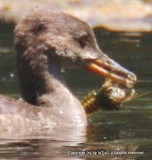 Hooded Mergansers Feeding on Crayfish