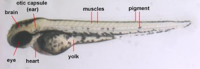 Larva dan kuning telur ikan