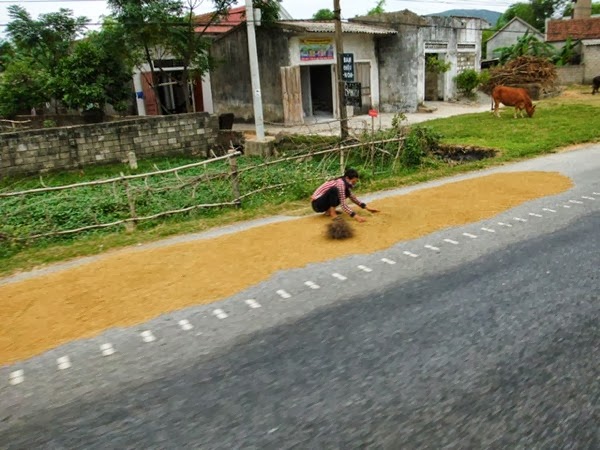 freshly harvested rice left out to dry on the road.JPG Freshly harvested rice left out to dry on the road