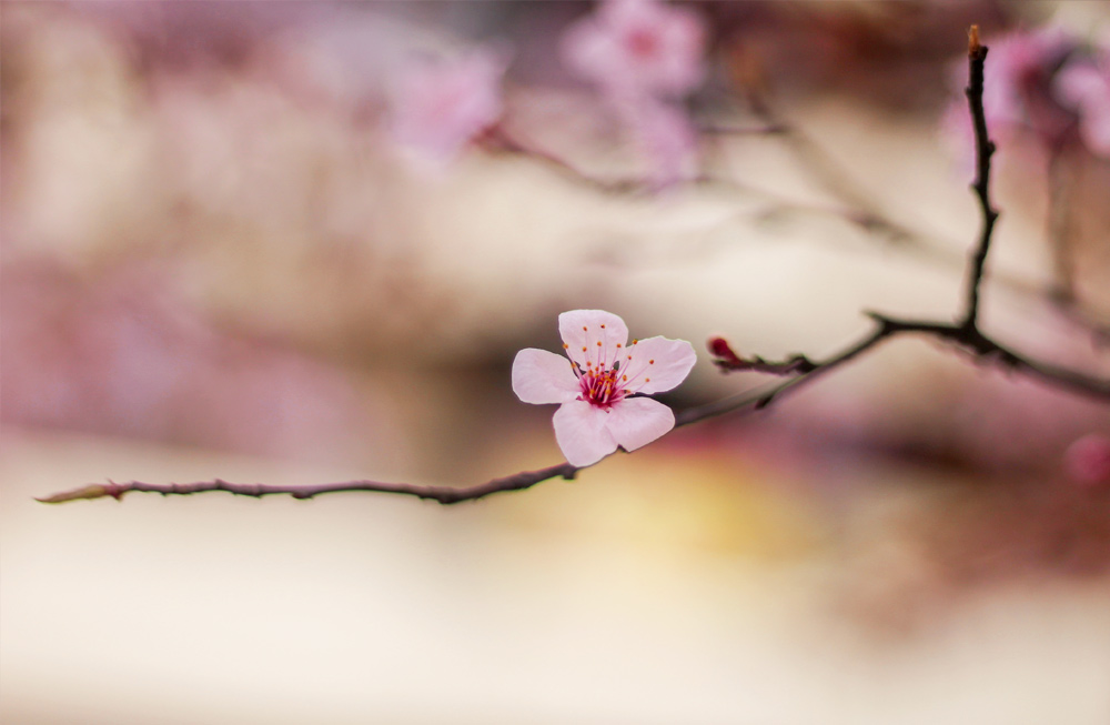 primavera zaragoza fotografía flores