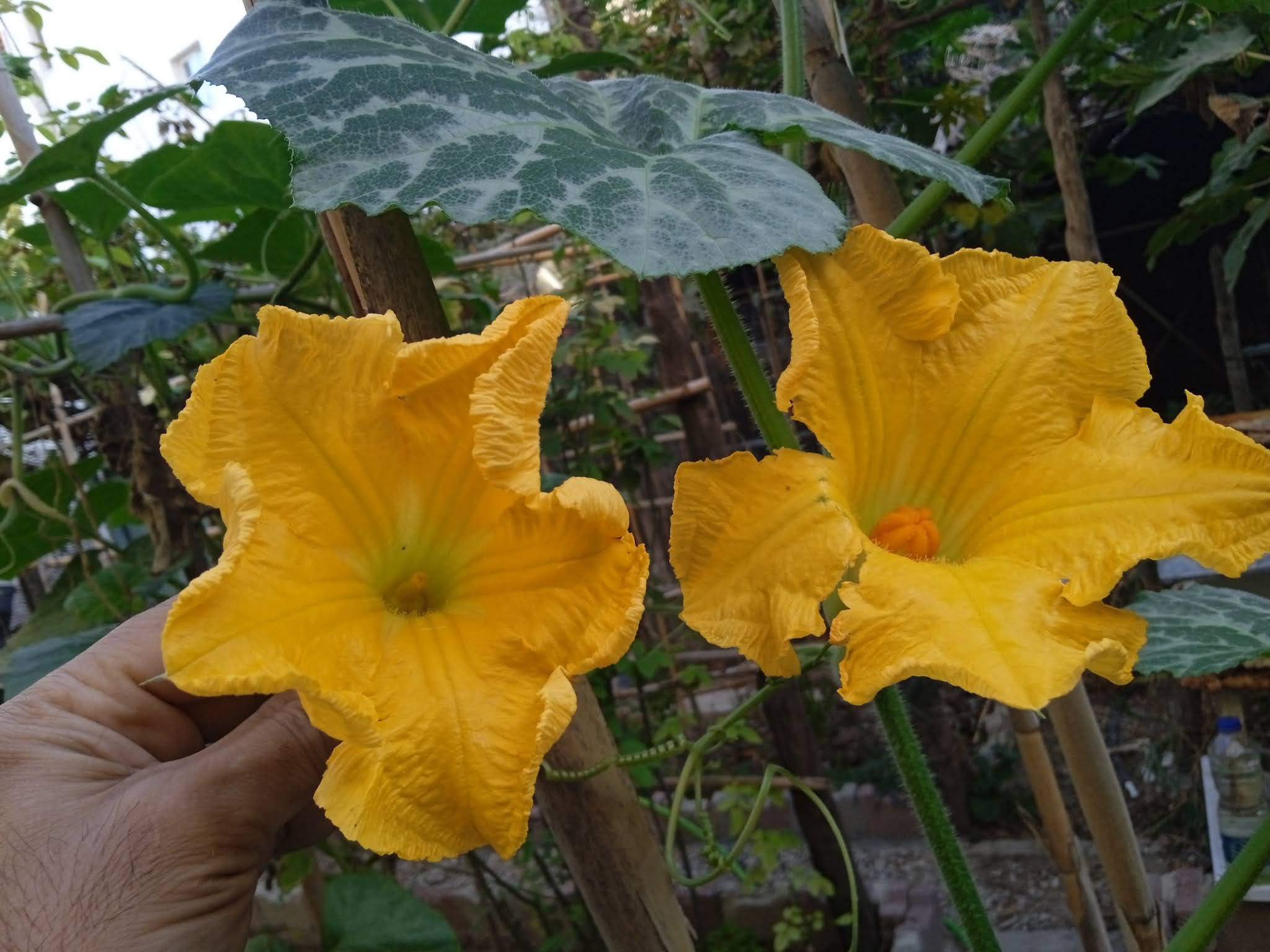 When you compare male and female flowers side by side it's easy to see the differences. Male squash flowers have a straight stem behind the bloom with no swelling. Just look inside the flower and you can see the stamens, which carry the pollen.