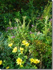 Wildflowers along River Trail