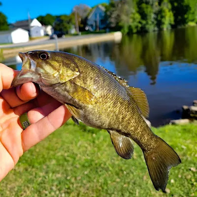 Catch_fish