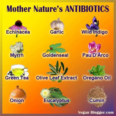 Few Herbal Preparations Act As Antibiotic And Antifungal Few Of Those