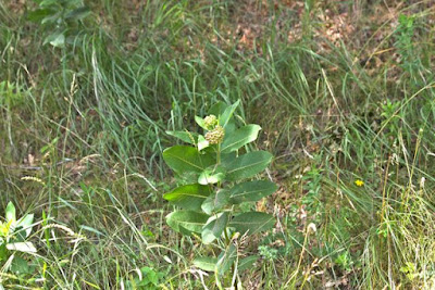 common milkweed developing blossoms