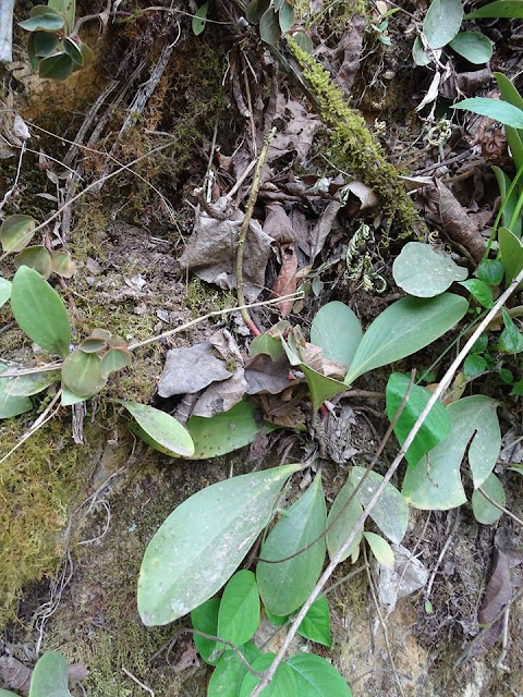 Peperomia obtusifolia in situ, στη «φυσική»/«αρχική» τοποθεσία.