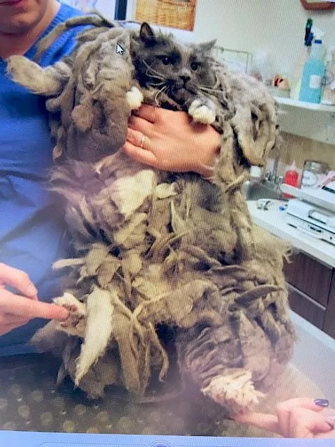 Worse case of matting that you will see. This is not a Maine Coon. The pic is here to highlight how matting can get out of hand!