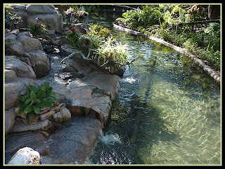 stream in kangaroo exhibit at Busch Gardens, Florida