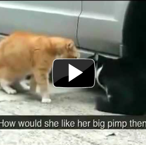 funny cat videos youtube |Daily Pictures