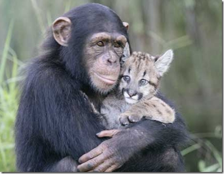 Anjana Chimp and Sierra