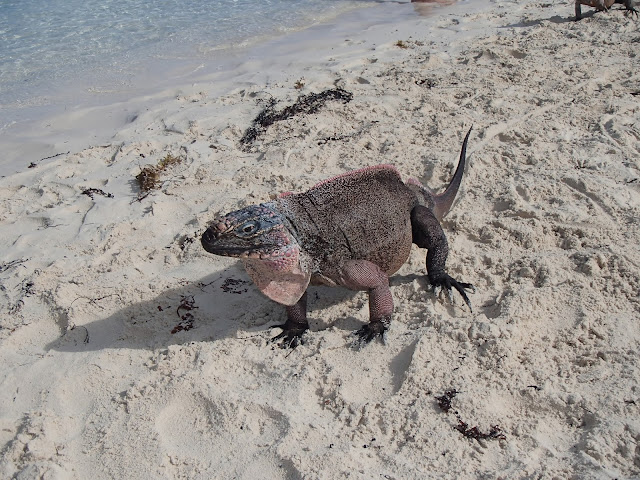 iguana