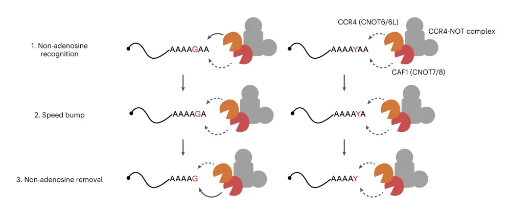 mRNA 혼합 꼬리에 관한 새로운 분해 기전 모식도