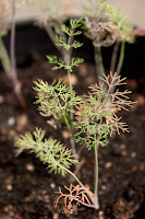 73-day-old dill