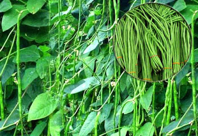 Tehnik Budidaya Kacang Panjang Di Musim Kemarau