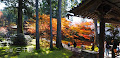 [京都] 大原「三千院」美しい紅葉と苔庭と地蔵に癒される