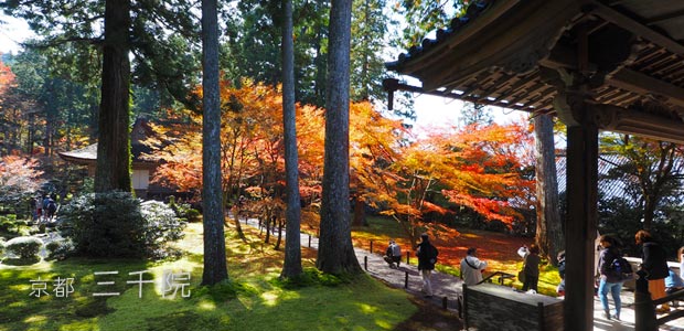 [写真] 京都 大原「三千院」美しい紅葉と苔庭と地蔵に癒される