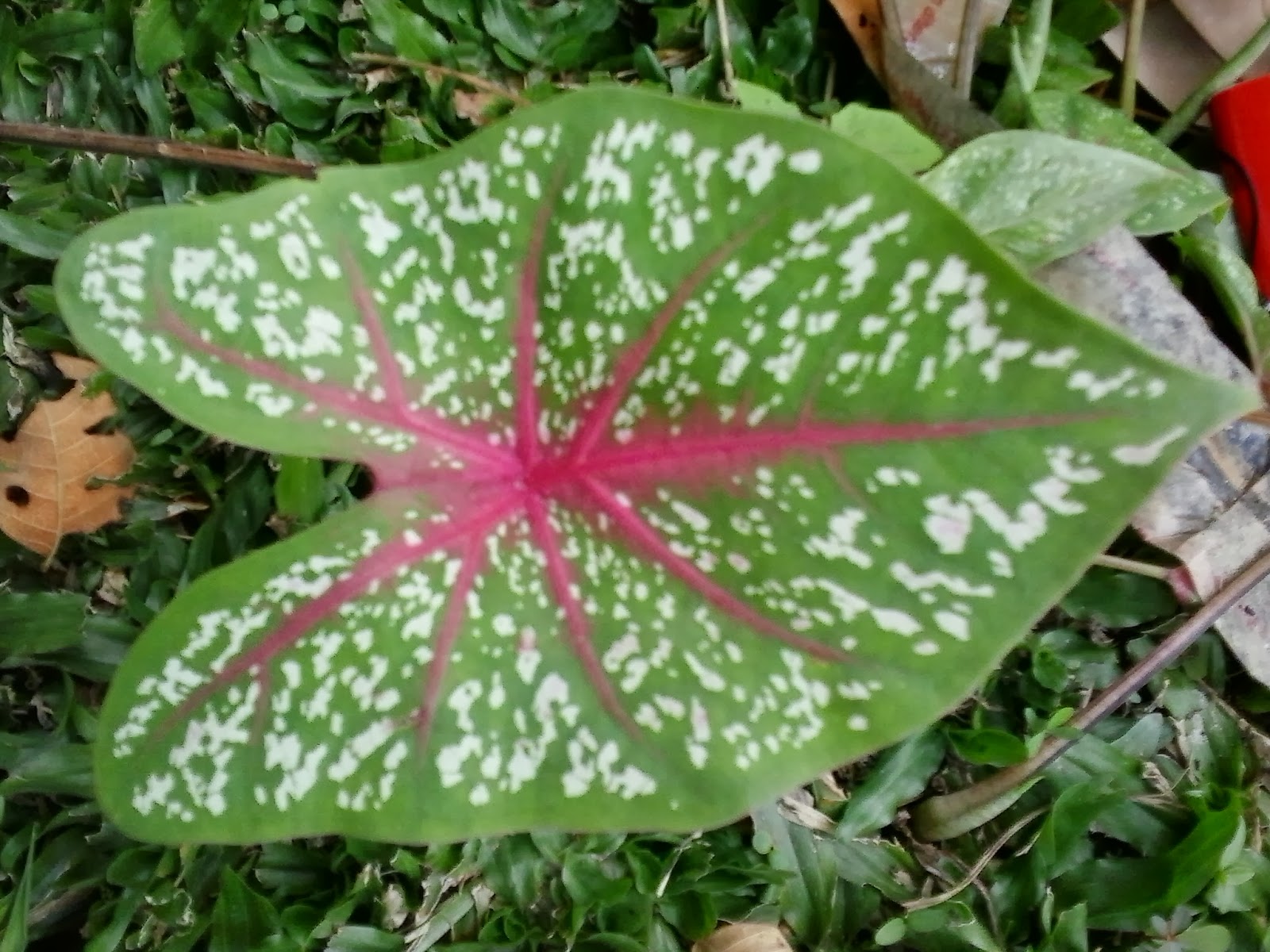 MORFOLOGI TUMBUHAN DUNIA FLORA BANGUN BENTUK DAUN 