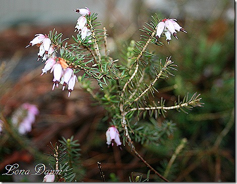 Heath_Blooms_March2