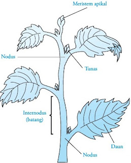  Batang yaitu bab sistem tunas pada flora Pintar Pelajaran Struktur dan Fungsi Batang pada Tumbuhan - Gambar