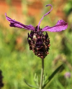 Spiga fiorita di lavanda farfalla. Foto di Andrea Mangoni.