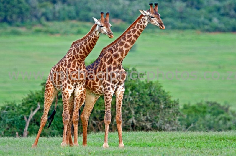 Belajar mewarnai gambar hewan jerapah untuk anak