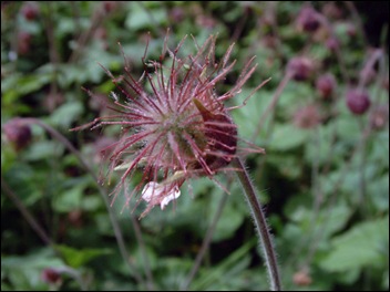 Kasteeltuin