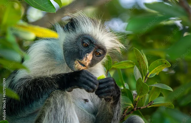 tanzania