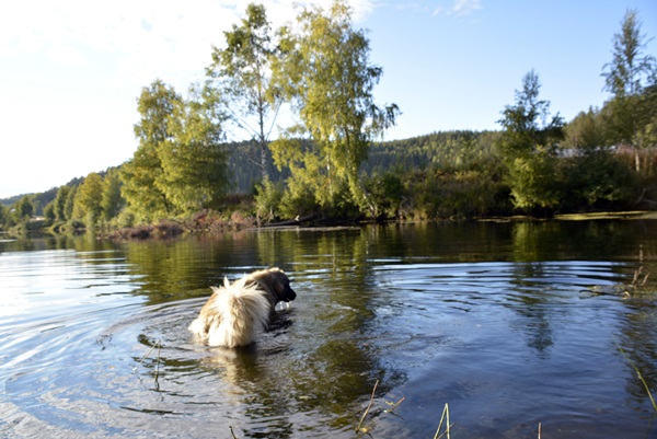 leonberger