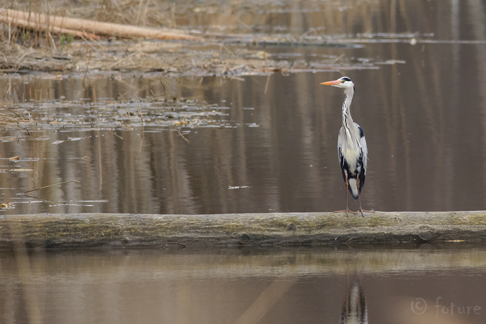 Hallhaigur, Ardea cinerea, Grey Heron, haigur