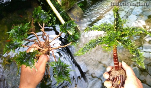 Ragam Kayu Aquascape Yang Paling Banyak Digunakan