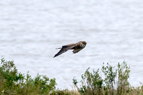 Hen harrier