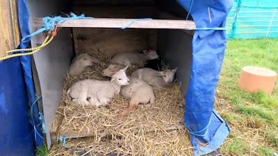 Lambs on the HenSafe smallholding