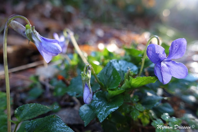 violettes dans la Montagne Noire Tarn