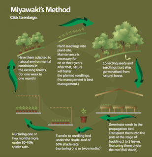 Miyawaki forest  concept